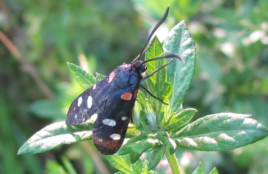 Zygaena ephialtes un po'' anomala